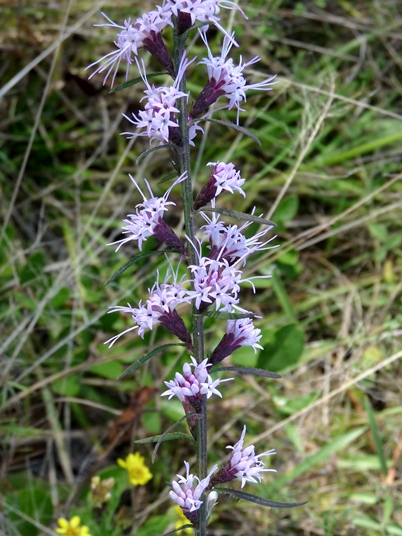 {Liatris virgata}
